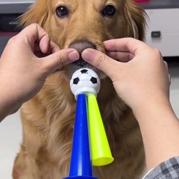 That's what dog noses are for😄#beauty #dog #funny