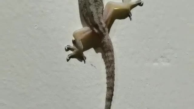 a lizard on the wall