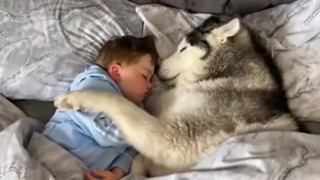 Dog refuses to get out of bed then proceeds to fall asleep looking after baby