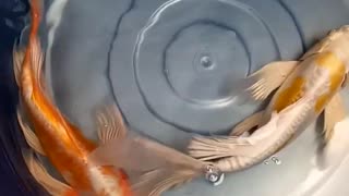 Koi Fish