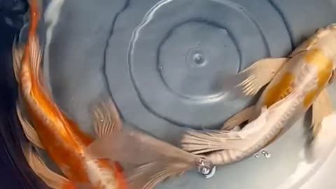 Koi Fish