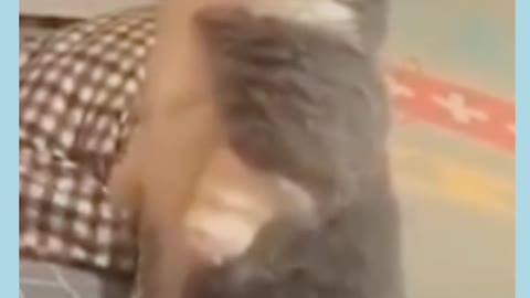 Cat funny videos