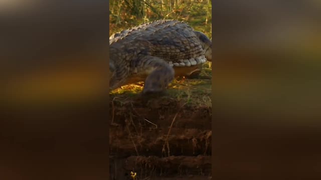 The poor deer escapes from the hyena to the mouth of the crocodile