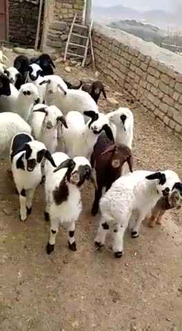 Very funny baby lambs- A man calls them and they respond in group