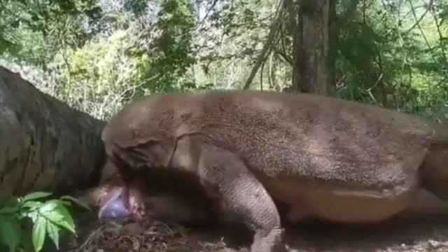 Komodo dragon eats pregnant deer