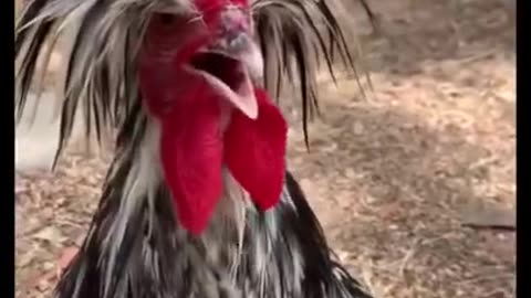 Crazy Funny Rooster - Alien Rooster