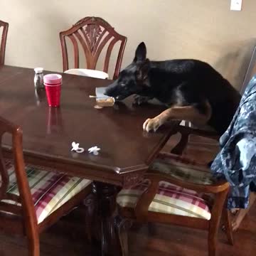 German Shepherd Takes the Plate