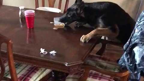 German Shepherd Takes the Plate