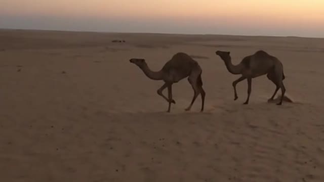 Camels racing - north sinia desert