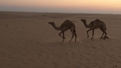 Camels racing - north sinia desert