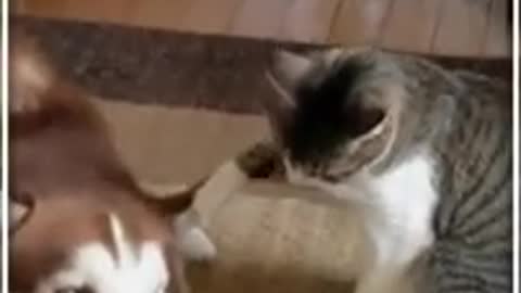 Cute love cat for dog