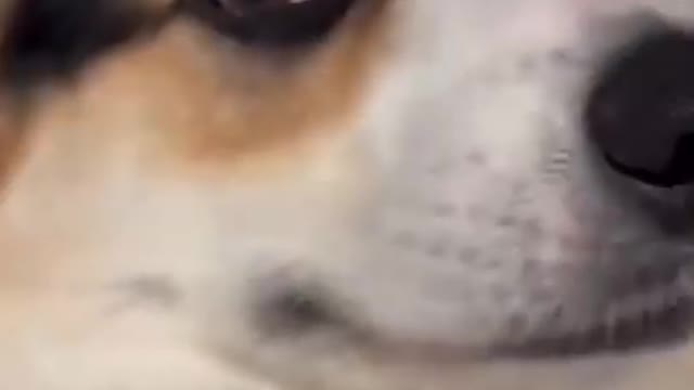 Funniest Animals Videos - Best Funny Cats😹 and Crazy Dogs🐶 Video #Shorts #cats