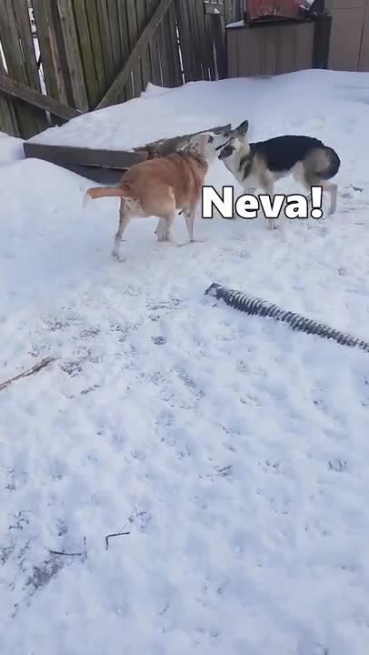 "Doggy Savard" 6 Spin-O-Ramas in a Row 😎