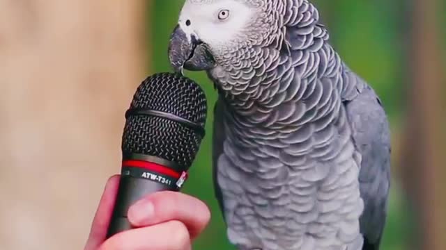 Parrot talk funny