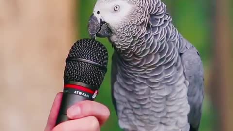 Parrot talk funny