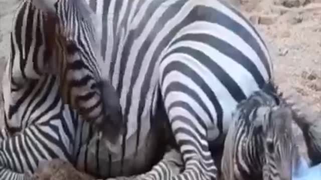 Amazing wildlife animal