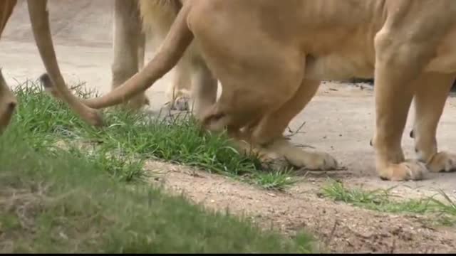 Communication between animals