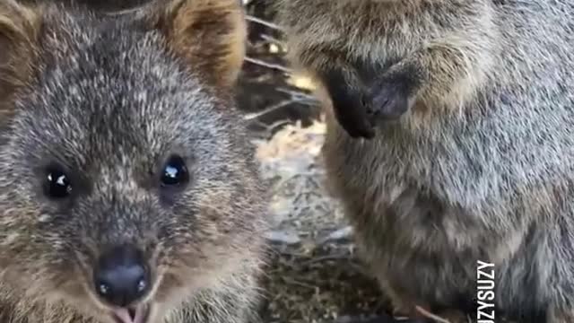 Cute Quokka