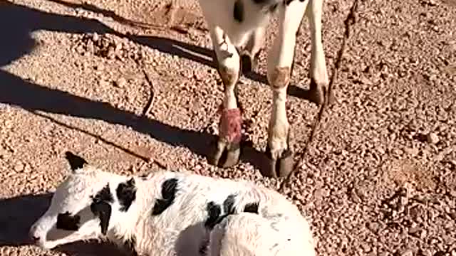 Cow with a little baby