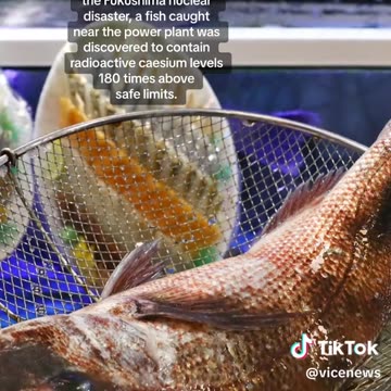 Fish With 180 Times the Legal Radioactive Limit Was Caught in Japan