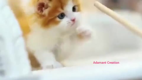 Baby cute cat on the bed