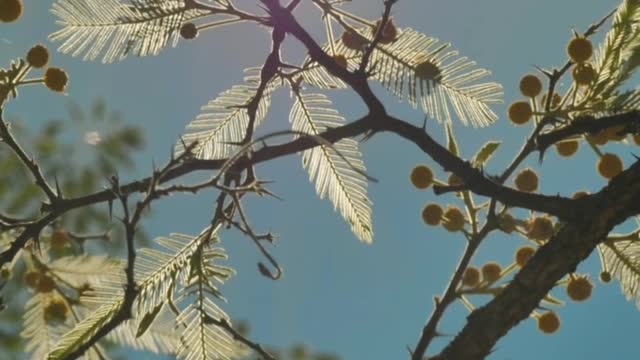 Nature view & bird sound