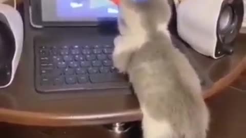 Cat got so serious