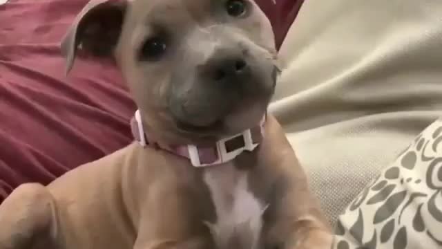 Pitbull puppy blowing whistle very cute