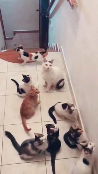 Charming cats Pets that Will Make Your Day 100% Better