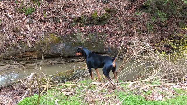 Doberman In Hot Pursuit