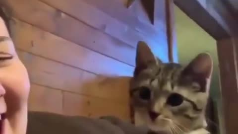 Cats got no chill