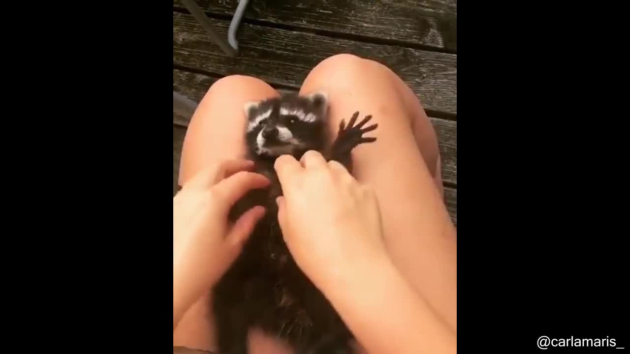 Bird Gets Eaten