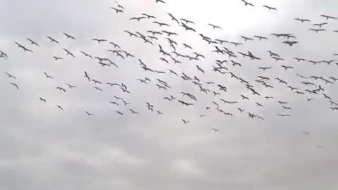 Moments of blue-footed boobies diving en masse