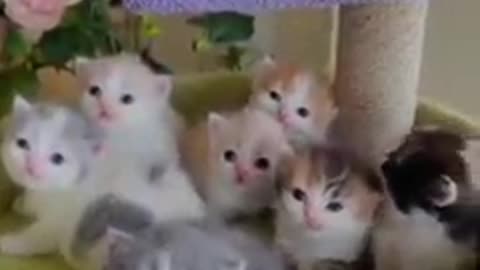 Beautiful Cats|Cats lovers|Animal lovers Funny and Amazing cats videos