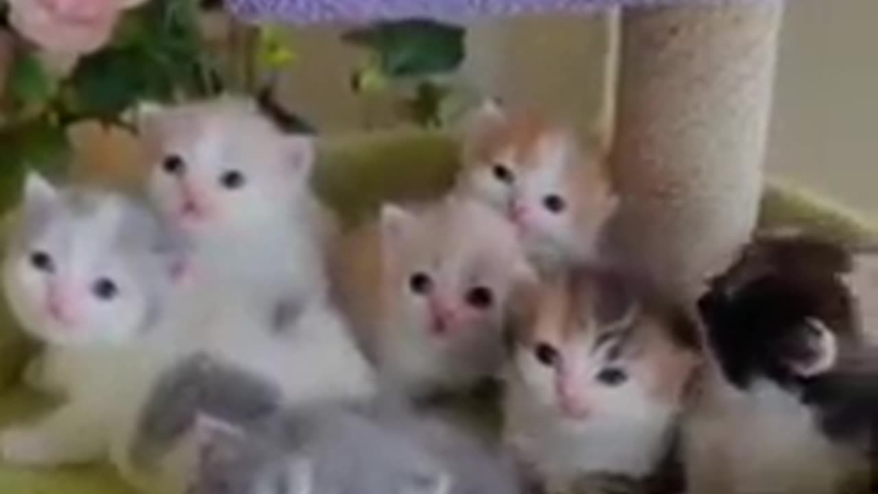 Beautiful Cats|Cats lovers|Animal lovers Funny and Amazing cats videos