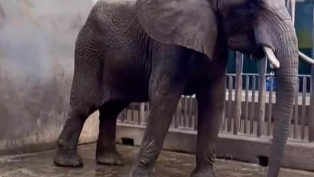 Elephants