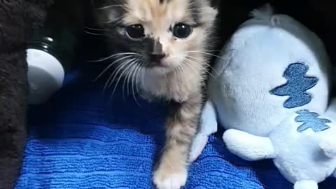 Kitten attacking my hand!!