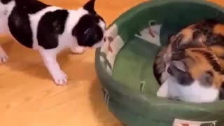misho moves my cat small house