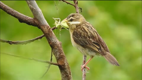 Collection of sweet bird food