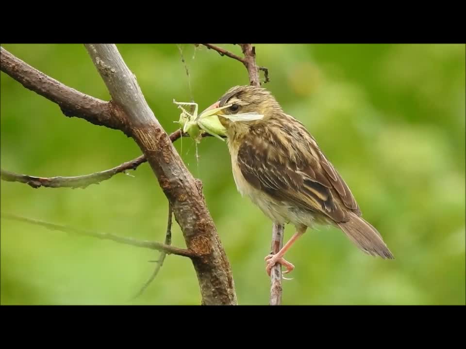 Collection of sweet bird food