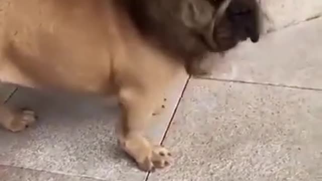 LION OR DOG
