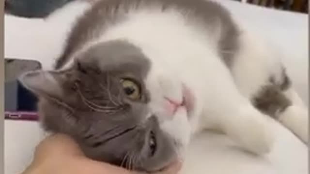 Cat funny video. Cartoon video