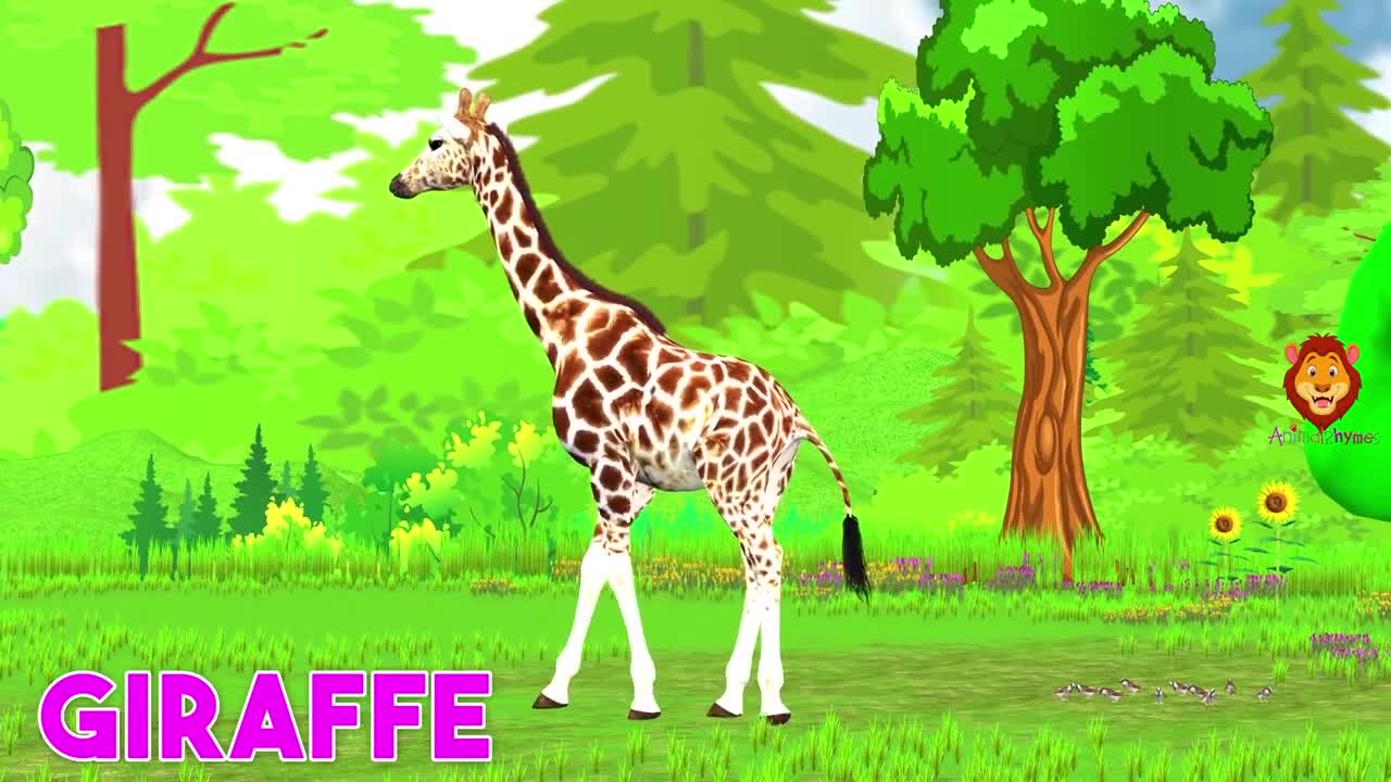 animals cartoon video