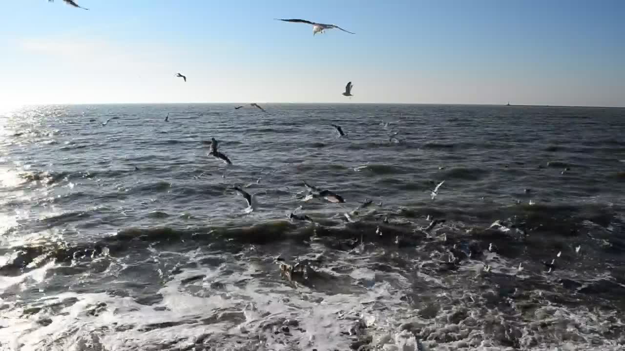 Seagulls feeding in the shallows