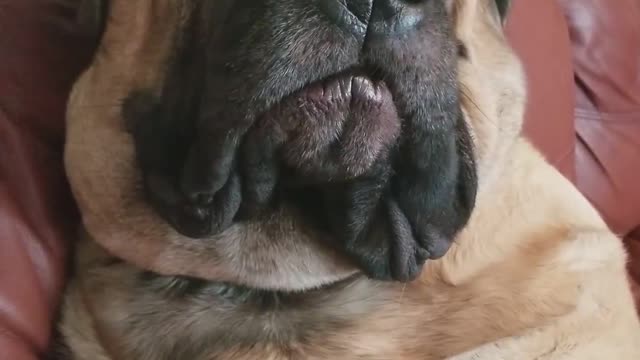 Mastiff Confused After Being Woken Up