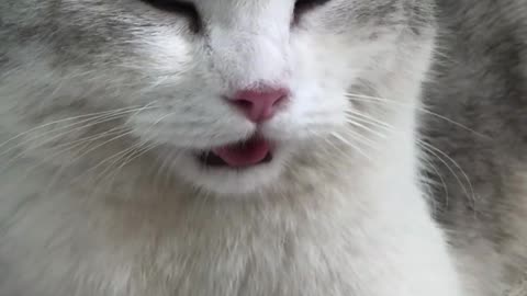 My cat gets hot and breathes like a dog because so hot.
