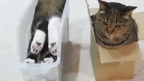 Broken Cat