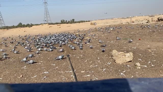 Watch the process of hunting wild pigeons with the net