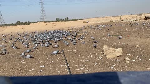 Watch the process of hunting wild pigeons with the net