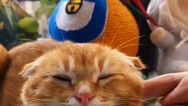 Cats are free and loose